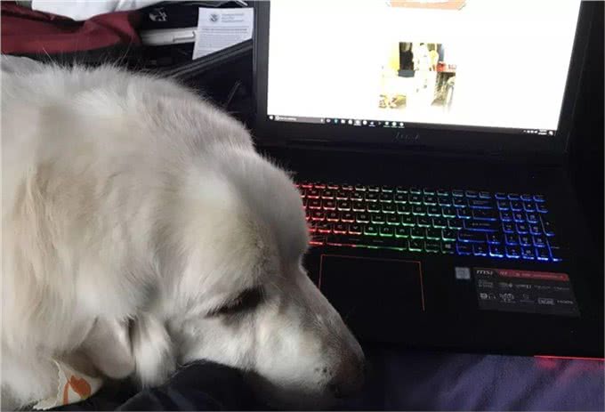 狗狗为了得到注意力，在遛狗的时候咬牵引绳?