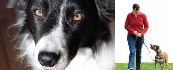 狗狗为了得到注意力,在遛狗的时候咬牵引绳?