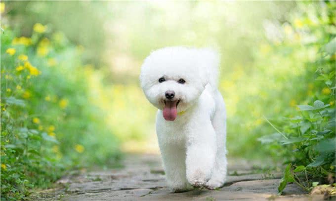 比熊犬的训练之道!如何让比熊变得乖巧听话!