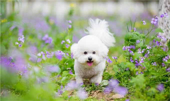 比熊犬的训练之道!如何让比熊变得乖巧听话!