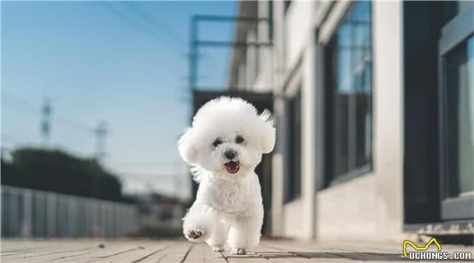 比熊犬的训练之道!如何让比熊变得乖巧听话!