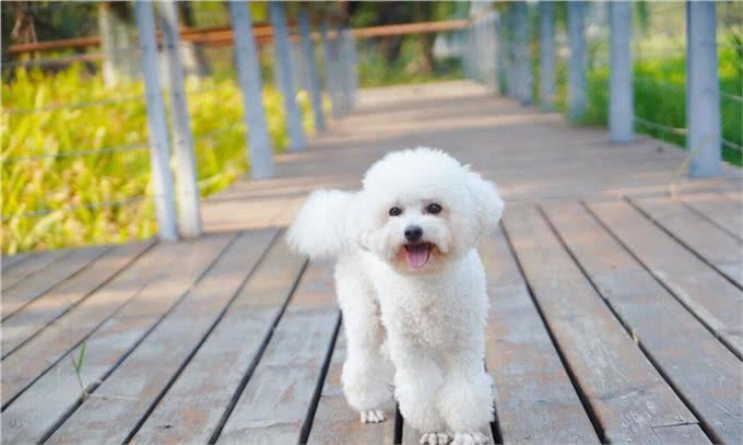 比熊犬的训练之道!如何让比熊变得乖巧听话!