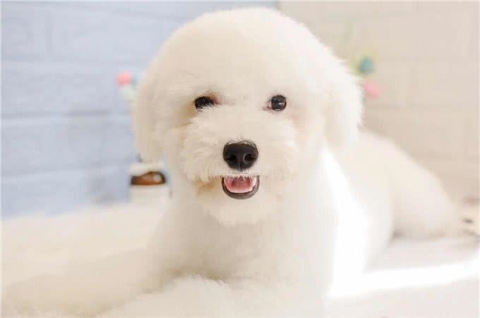 比熊犬的训练之道!如何让比熊变得乖巧听话!