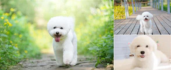 比熊犬的训练之道!如何让比熊变得乖巧听话!