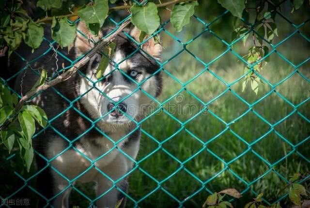 人到中年就是狗