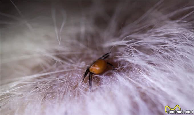 夏天，狗狗和铲屎官遇到蜱虫怎么办?