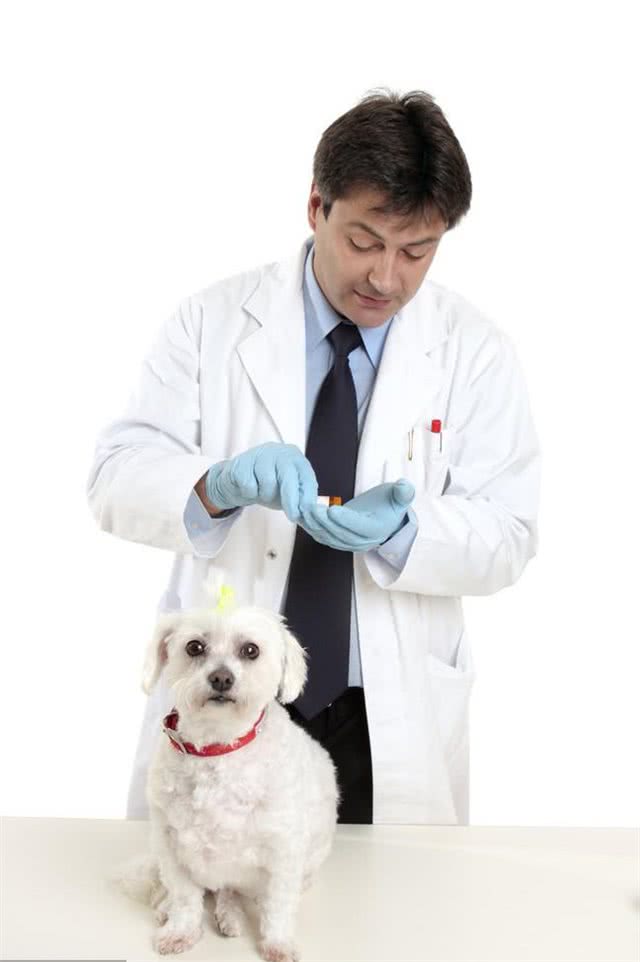 夏天，狗狗和铲屎官遇到蜱虫怎么办?