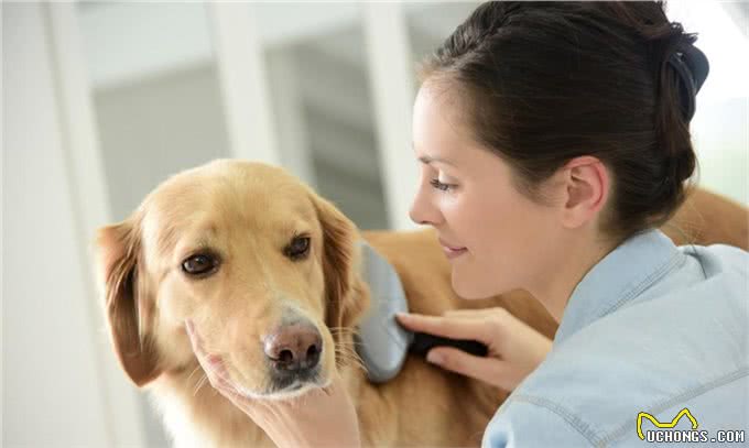 夏天，狗狗和铲屎官遇到蜱虫怎么办?