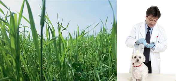 夏天,狗狗和铲屎官遇到蜱虫怎么办?