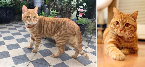 为什么这么多人养黄狸猫?养了才知道，捡到个宝贝了