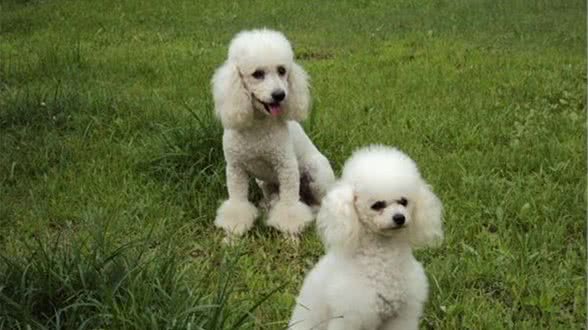 巨型贵宾犬的喂养小常识