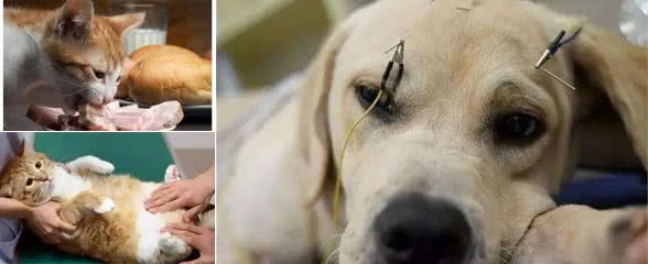 宠物知识:快速了解宠物肝损伤与肝炎的治疗与预防指南