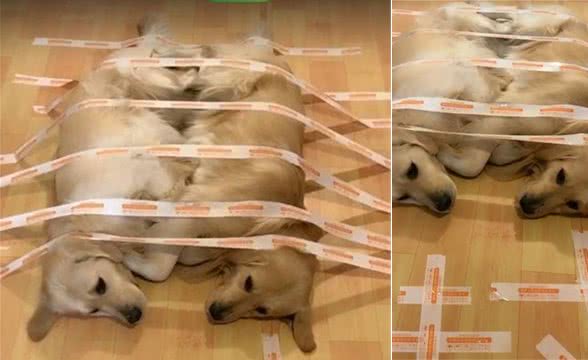 两只金毛打架惹恼主人，随即将其封印，网友:这方法好!