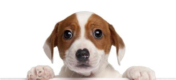 有狗狗来新家啦?做到这些才能让它更愉快的到来~