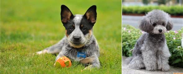 狗狗智商排名前十竟是它们!文末乱入一只小可爱