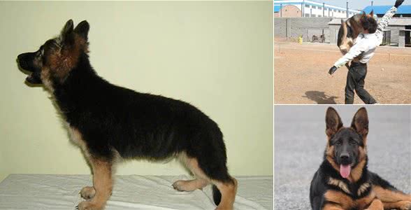 德牧幼犬的挑选,性格、胆量和依恋性的检查