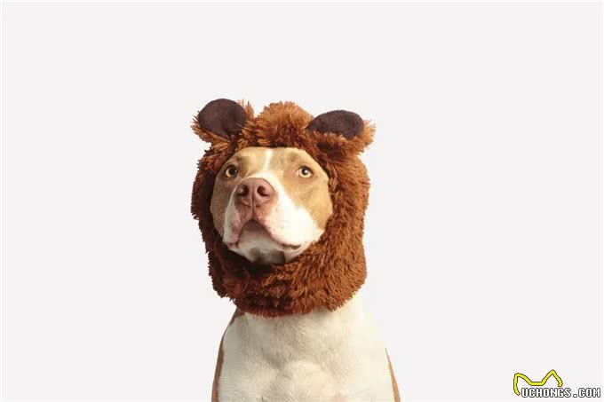 狗狗可以吃哪些蔬菜?