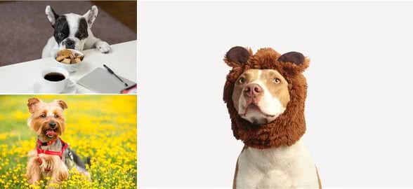 狗狗可以吃哪些蔬菜?