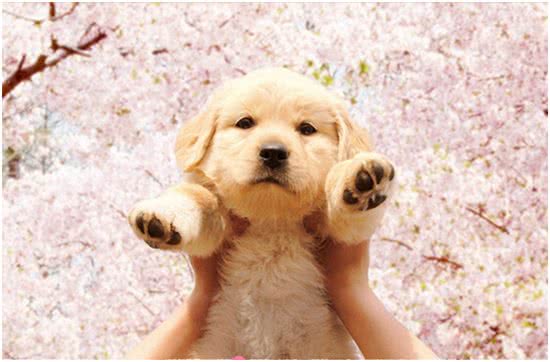 影响金毛犬毛发好坏的因素