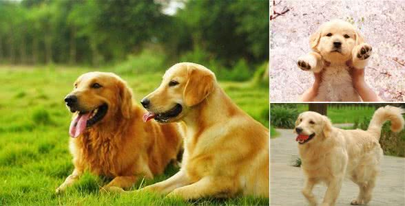 影响金毛犬毛发好坏的因素