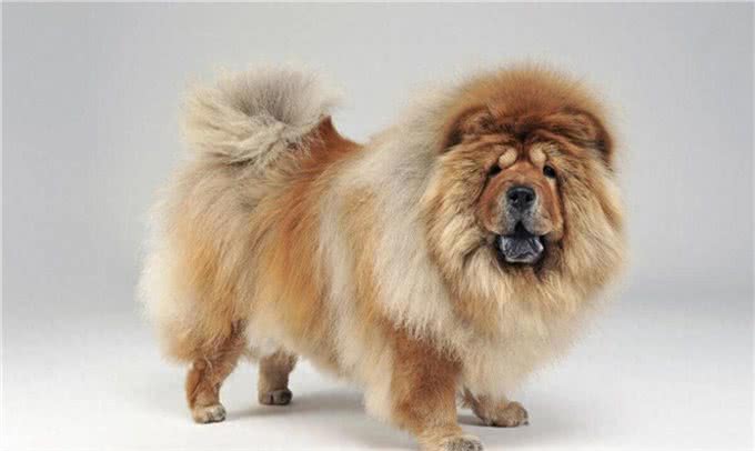 松狮犬是西藏的古老犬种吗?