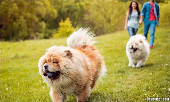 松狮犬是西藏的古老犬种吗?