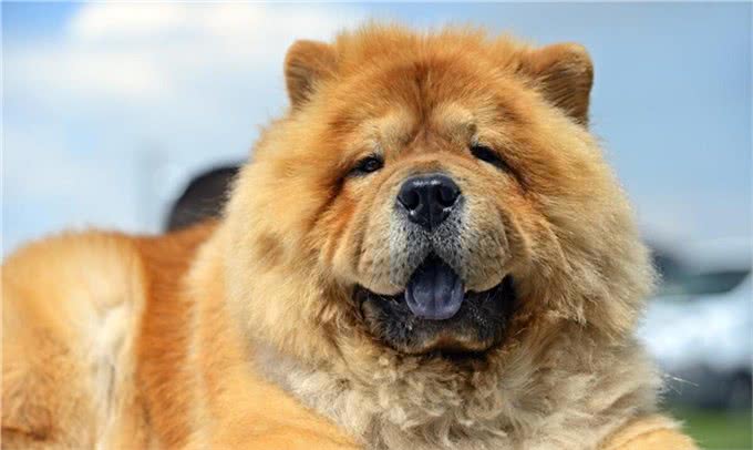 松狮犬是西藏的古老犬种吗?