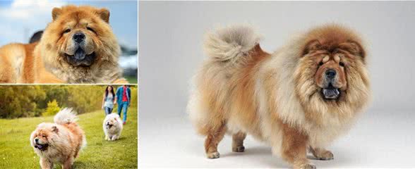 松狮犬是西藏的古老犬种吗?