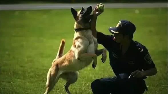 6个坏习惯，狗狗喂养要不得!