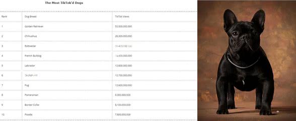 深度解析!欧美社媒热门犬类品种背后的秘密