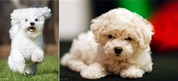 棉花糖比熊犬，饲养它的8大理由