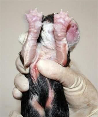 教你如何在家帮狗狗分娩