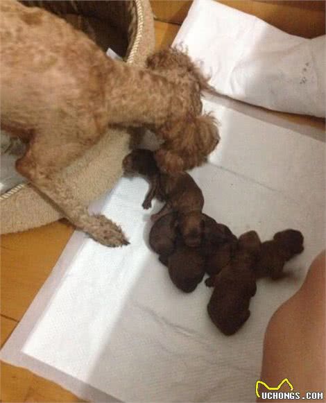 教你如何在家帮狗狗分娩