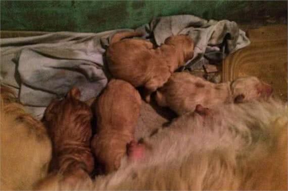 教你如何在家帮狗狗分娩