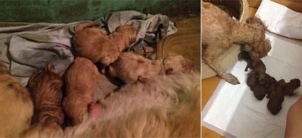 教你如何在家帮狗狗分娩