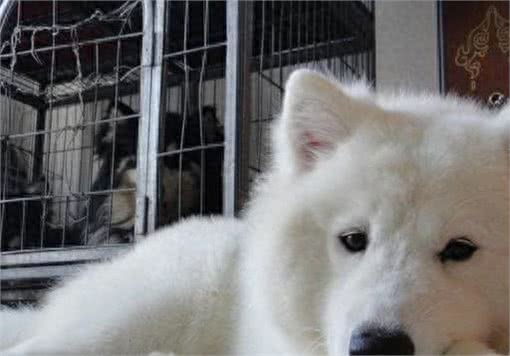 狗狗太善良，会有这6个表现，宠主:懂事得让人心疼