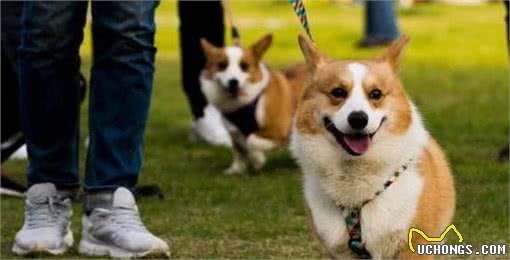 狗狗太善良，会有这6个表现，宠主:懂事得让人心疼