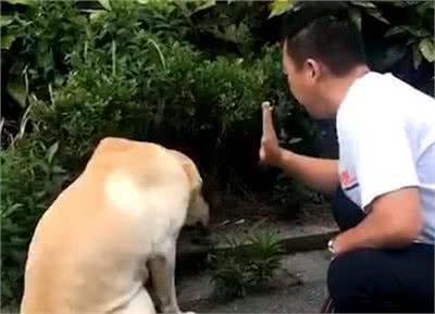 狗狗太善良，会有这6个表现，宠主:懂事得让人心疼