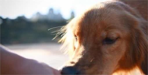 狗狗太善良，会有这6个表现，宠主:懂事得让人心疼