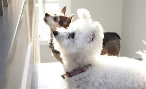 狗狗太善良，会有这6个表现，宠主:懂事得让人心疼