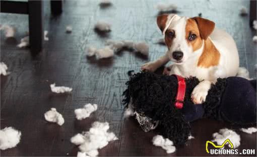 狗狗太善良，会有这6个表现，宠主:懂事得让人心疼