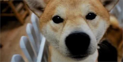 狗狗太善良，会有这6个表现，宠主:懂事得让人心疼