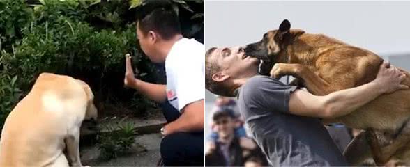 狗狗太善良，会有这6个表现，宠主:懂事得让人心疼