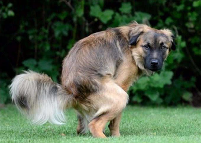 狗狗常见的几种拉大便姿势，你家是哪一种?