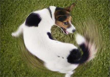 狗狗常见的几种拉大便姿势，你家是哪一种?