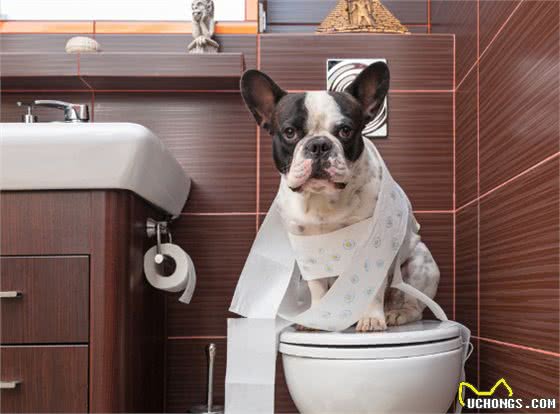 狗狗常见的几种拉大便姿势，你家是哪一种?