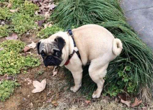 狗狗常见的几种拉大便姿势，你家是哪一种?