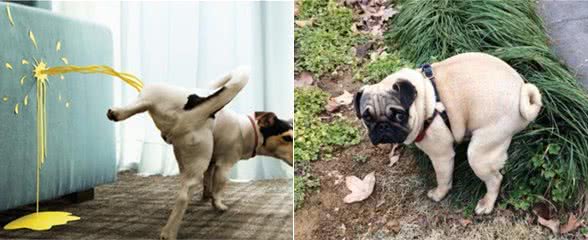 狗狗常见的几种拉大便姿势，你家是哪一种?