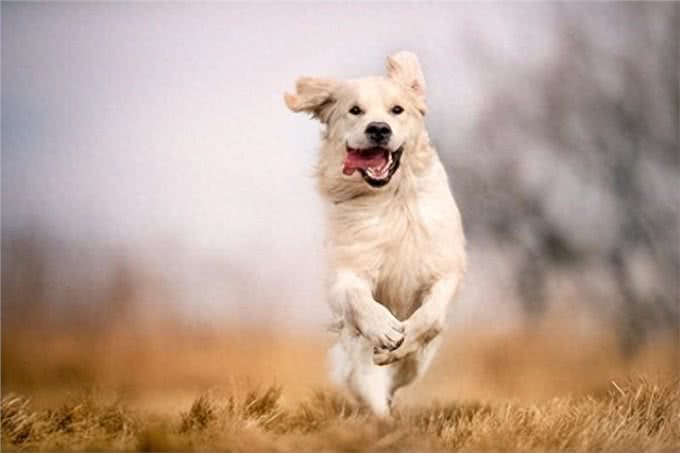 狗狗天然性格大揭秘:3种受欢迎犬种的傻气魅力!