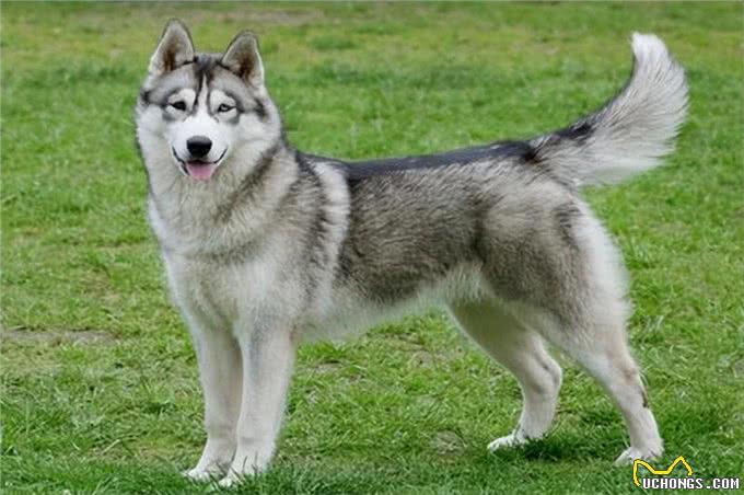 狗狗天然性格大揭秘:3种受欢迎犬种的傻气魅力!